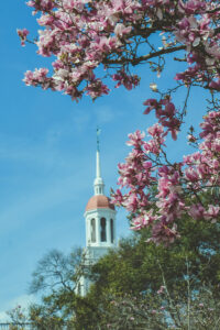 Photo of cherry blossoms in front of the law school's tower