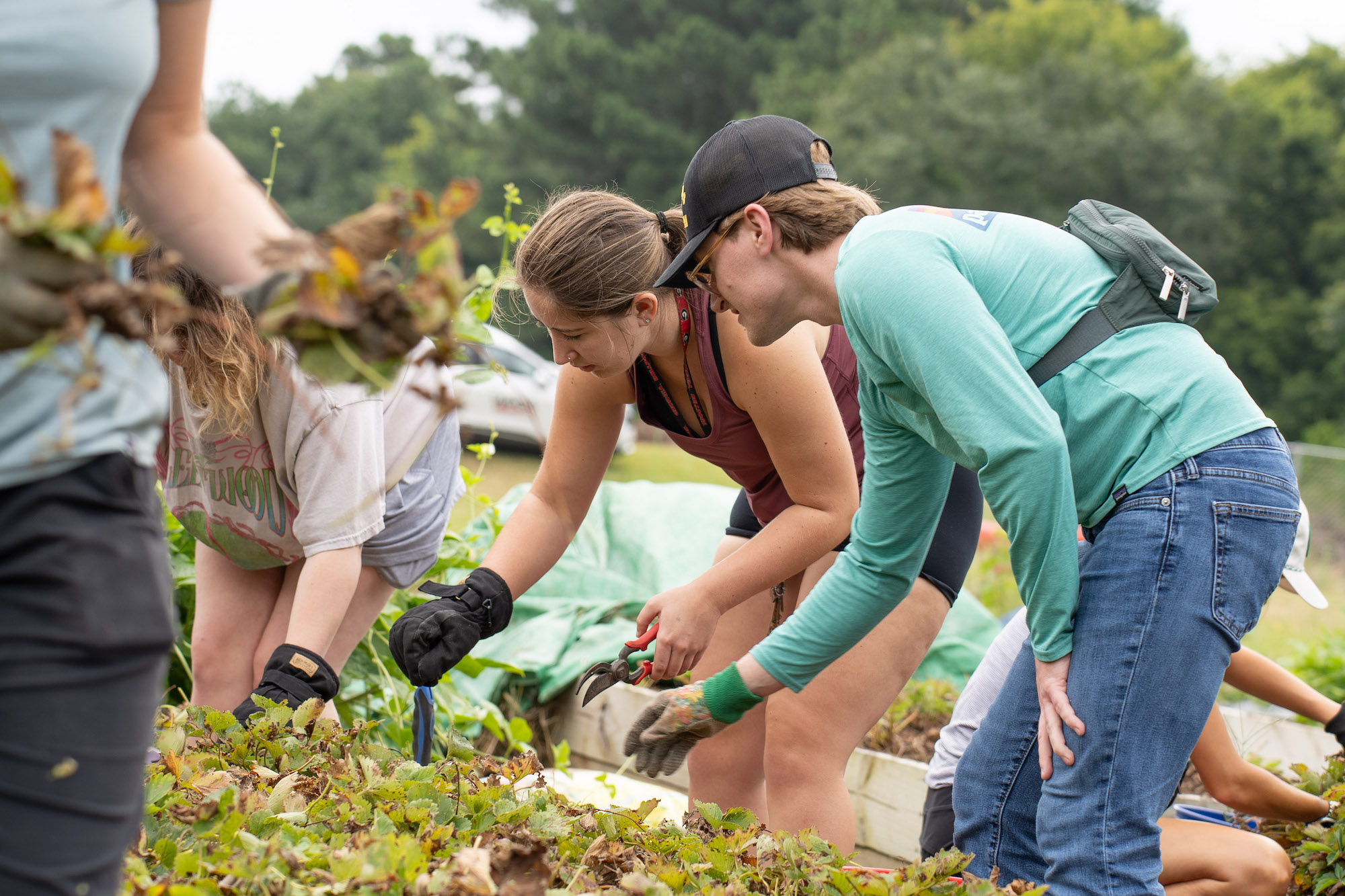 Three law students weeding the gardens at Brookdale Resource Center